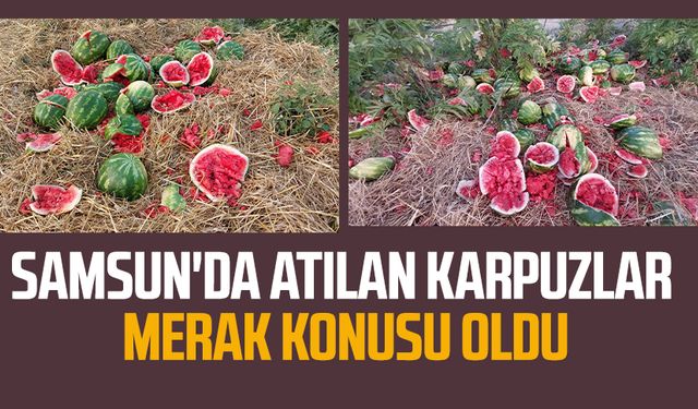 Samsun'da atılan karpuzlar merak konusu oldu