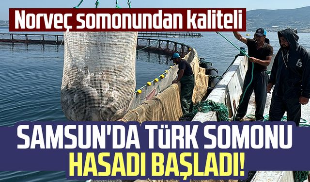 Samsun'da Türk somonu hasadı başladı! Norveç somonundan kaliteli