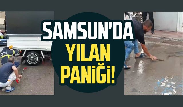 Samsun'da yılan paniği!