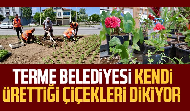 Terme Belediyesi kendi ürettiği çiçekleri dikiyor