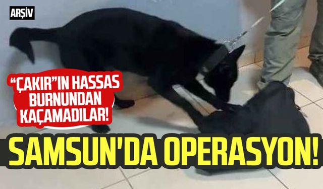 Samsun'da operasyon: "Çakır"ın hassas burnundan kaçamadılar!