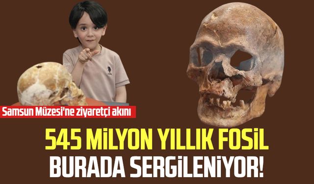 545 milyon yıllık fosil burada sergileniyor! Samsun Müzesi'ne ziyaretçi akını