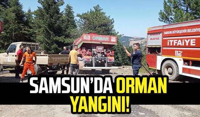 Samsun Yakakent'te orman yangını!