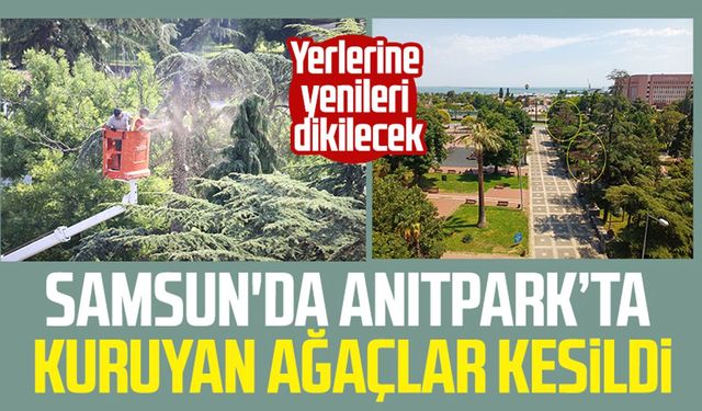 Samsun'da Anıtpark’ta kuruyan ağaçlar kesildi