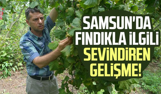 Samsun'da fındıkla ilgili sevindiren gelişme!