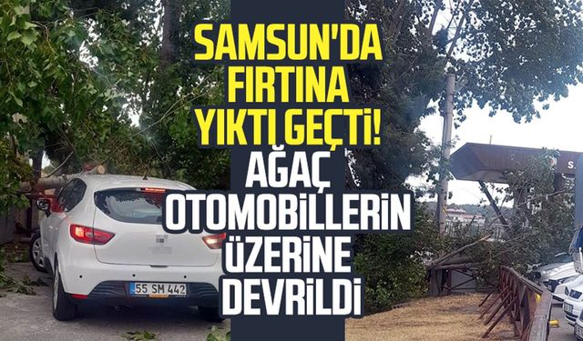 Samsun'da fırtına yıktı geçti! Ağaç otomobillerin üzerine devrildi