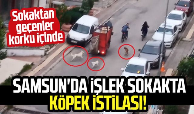 Samsun'da Mimarsinan Mahallesi'nde köpek istilası! Vatandaş korku içinde