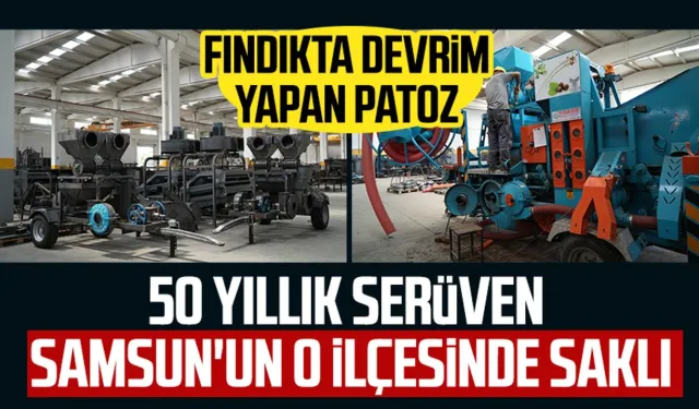 Samsun'un o ilçesinde fındıkta devrim yapan patozun serüveni saklı