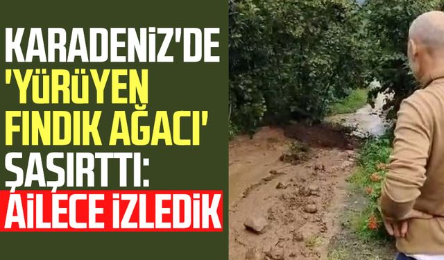 Karadeniz'de 'yürüyen fındık ağacı' şaşırttı: Ailece izledik