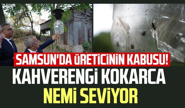 Samsun'da üreticin kabusu! Kahverengi kokarca nemi seviyor