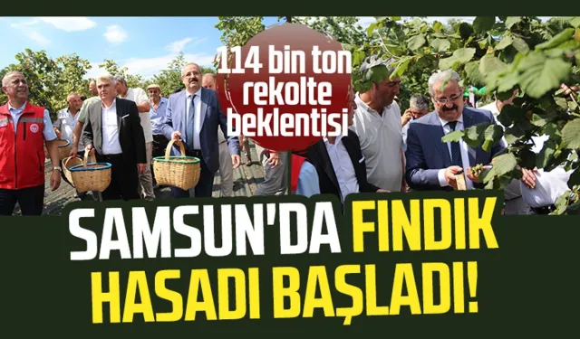 Samsun'da fındık hasadı başladı! 114 bin ton rekolte beklentisi