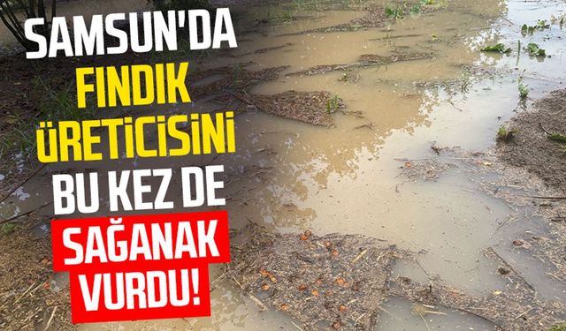 Samsun'da fındık üreticisini bu kez de sağanak vurdu!