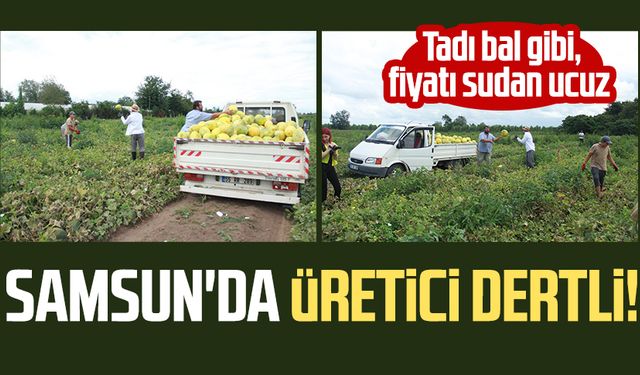 Samsun'da üretici dertli! Tadı bal gibi, fiyatı sudan ucuz