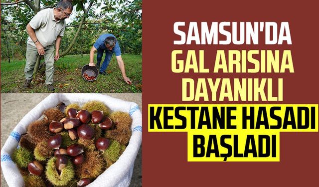 Samsun'da gal arısına dayanıklı kestane hasadı başladı