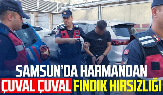 Samsun Tekkeköy'de harmandan çuval çuval fındık hırsızlığı