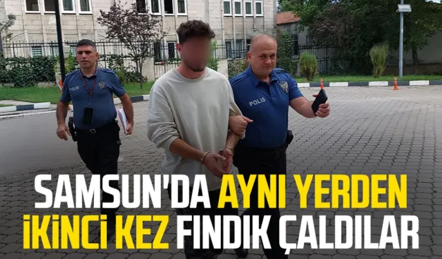 Samsun'da aynı yerden ikinci kez fındık çaldılar