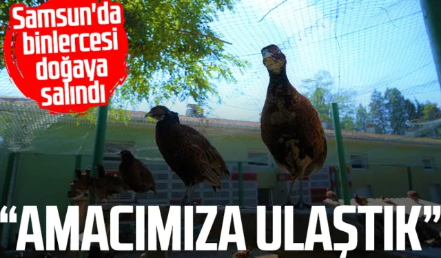 Samsun'da binlercesi doğaya salındı: "Amacımıza ulaştık"