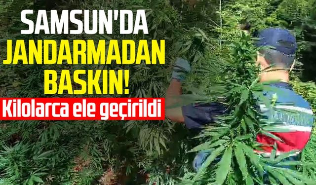 Samsun'da jandarmadan baskın! Kilolarca ele geçirildi