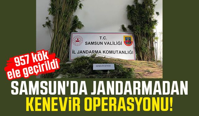 Samsun'da jandarmadan kenevir operasyonu! 957 kök ele geçirildi