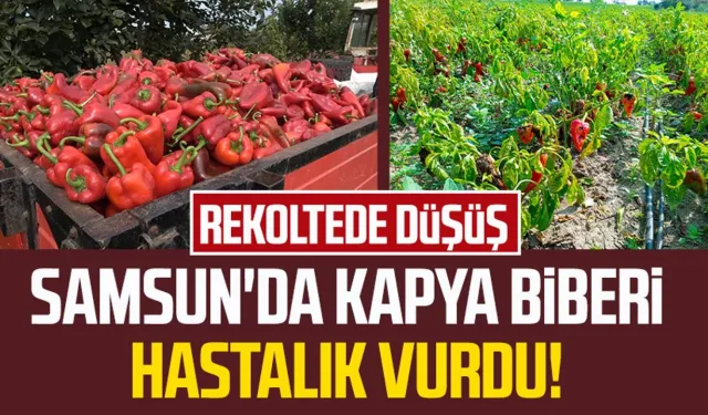 Samsun'da kapya biberi hastalık vurdu! Rekoltede düşüş