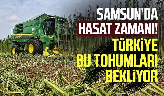 Samsun’da hasat zamanı! Türkiye bu tohumları bekliyor