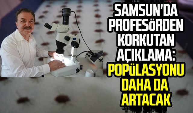 Samsun'da profesörden korkutan açıklama: Popülasyonu daha da artacak