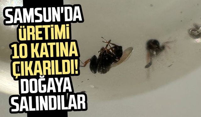 Samsun'da üretimi 10 katına çıkarıldı! Doğaya salındılar