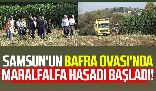 Samsun'un Bafra Ovası'nda maralfalfa hasadı başladı!