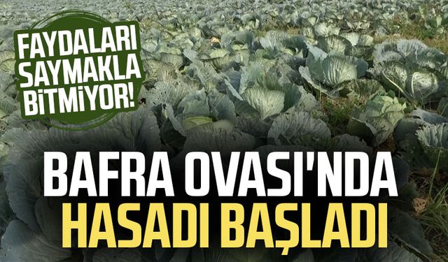 Faydaları saymakla bitmiyor! Bafra Ovası'nda hasadı başladı