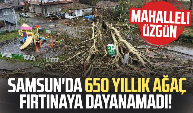 Samsun'da 650 yıllık ağaç fırtınaya dayanamadı!