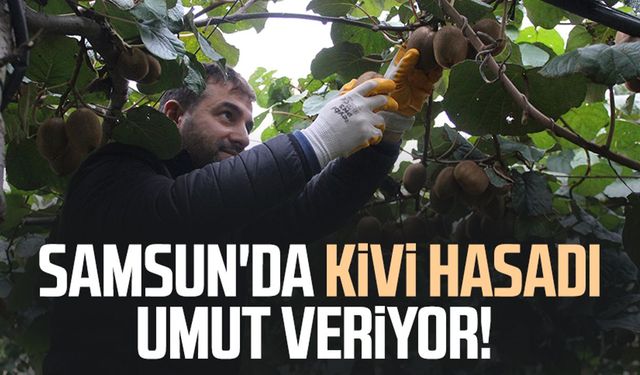 Samsun'da kivi hasadı umut veriyor!