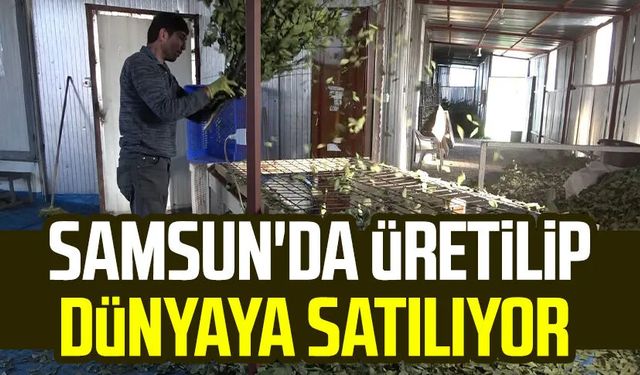 Samsun'da üretilip dünyaya satılıyor