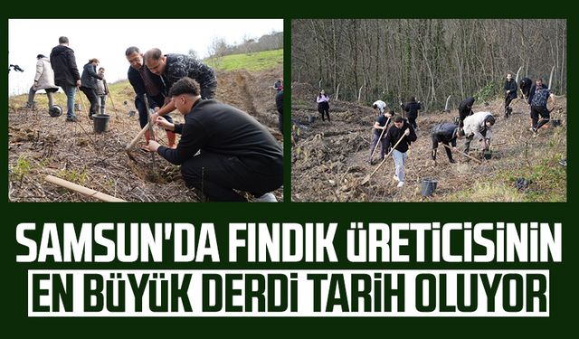 Samsun'da fındık üreticisinin en büyük derdi tarih oluyor