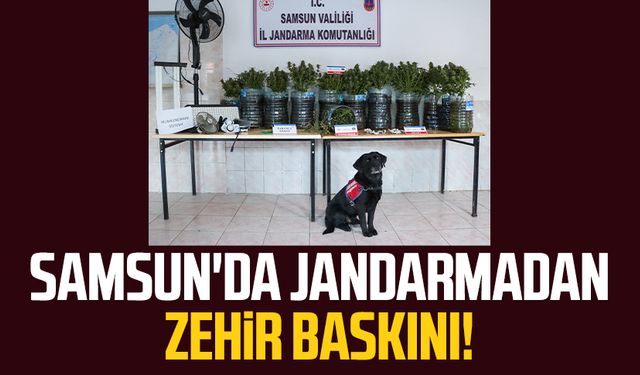 Samsun Bafra'da jandarmadan zehir baskını!