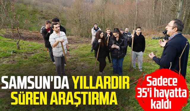 Samsun'da yıllardır süren araştırma: Sadece 35'i hayatta kaldı