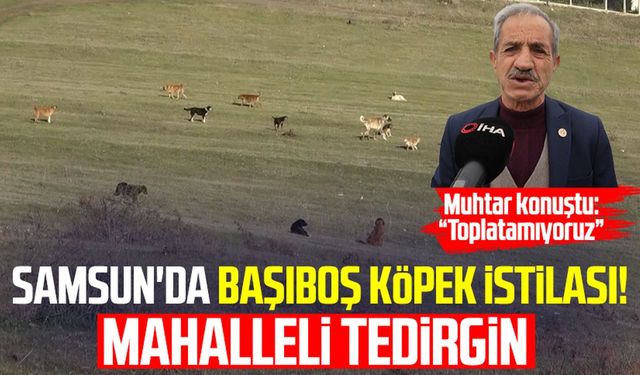 Samsun'da başıboş köpek istilası! Mahalleli tedirgin