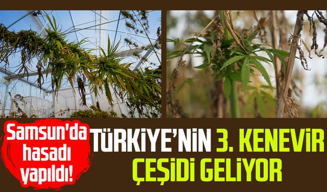 Samsun'da hasadı yapıldı! Türkiye’nin 3. kenevir çeşidi geliyor