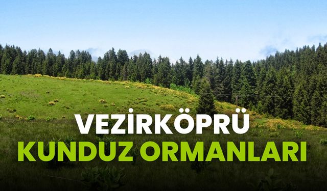 Vezirköprü Kunduz Ormanları