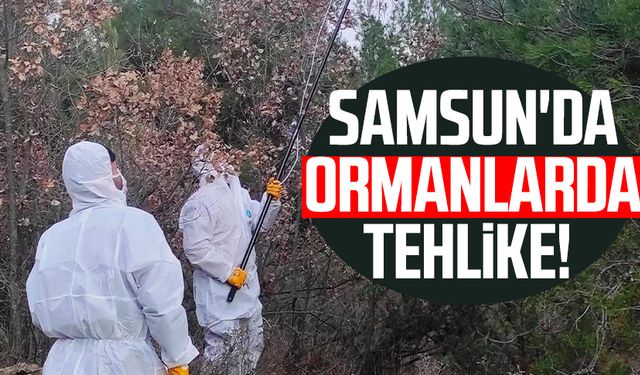 Samsun'da ormanlarda tehlike!