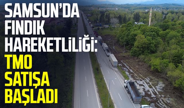 Samsun’da fındık hareketliliği: TMO satışa başladı