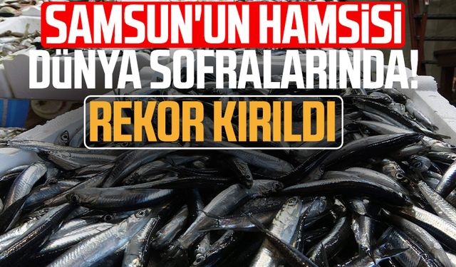 Samsun'un hamsisi dünya sofralarında! 20 ülkeye ihracat