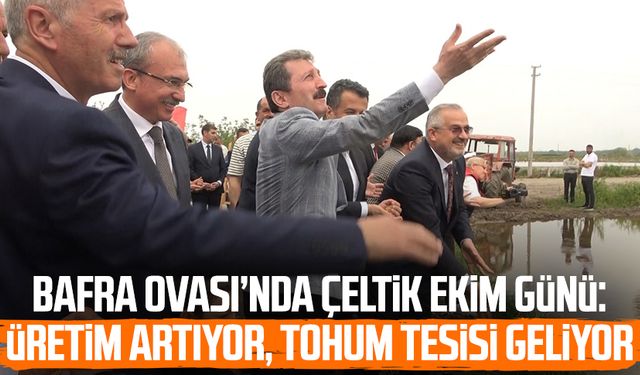 Bafra Ovası’nda Çeltik Ekim Günü: Üretim artıyor, tohum tesisi geliyor