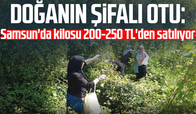 Doğanın şifalı otu: Samsun'da kilosu 200-250 TL'den satılıyor