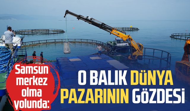 Samsun merkez olma yolunda: O balık dünya pazarının gözdesi