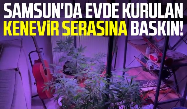 Samsun'da evde kurulan kenevir serasına baskın!