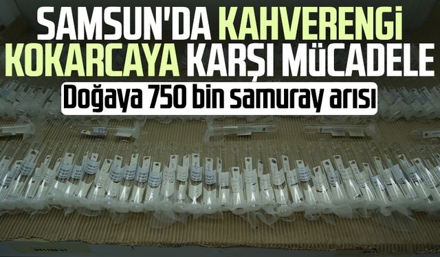 Samsun'da kahverengi kokarcaya karşı mücadele