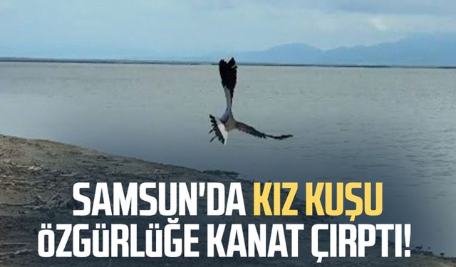 Samsun'da kız kuşu özgürlüğe kanat çırptı!