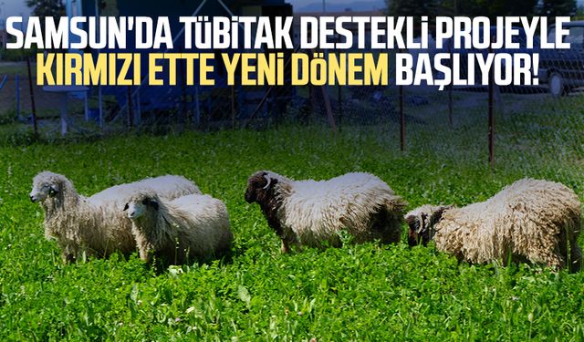 Samsun'da TÜBİTAK destekli projeyle kırmızı ette yeni dönem başlıyor!
