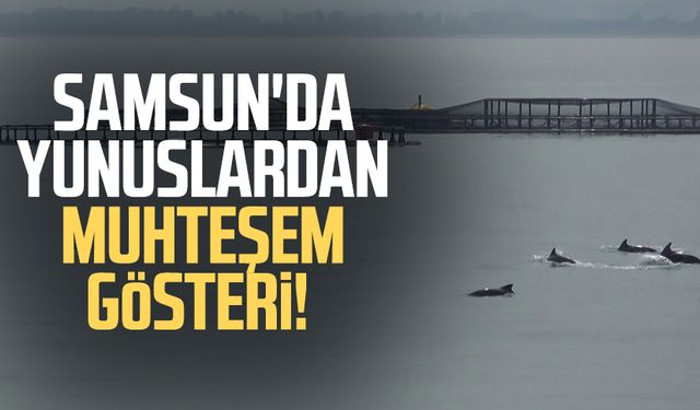 Samsun'da yunuslardan muhteşem gösteri!