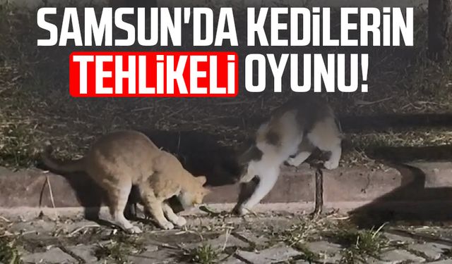 Samsun'da kedilerin tehlikeli oyunu!